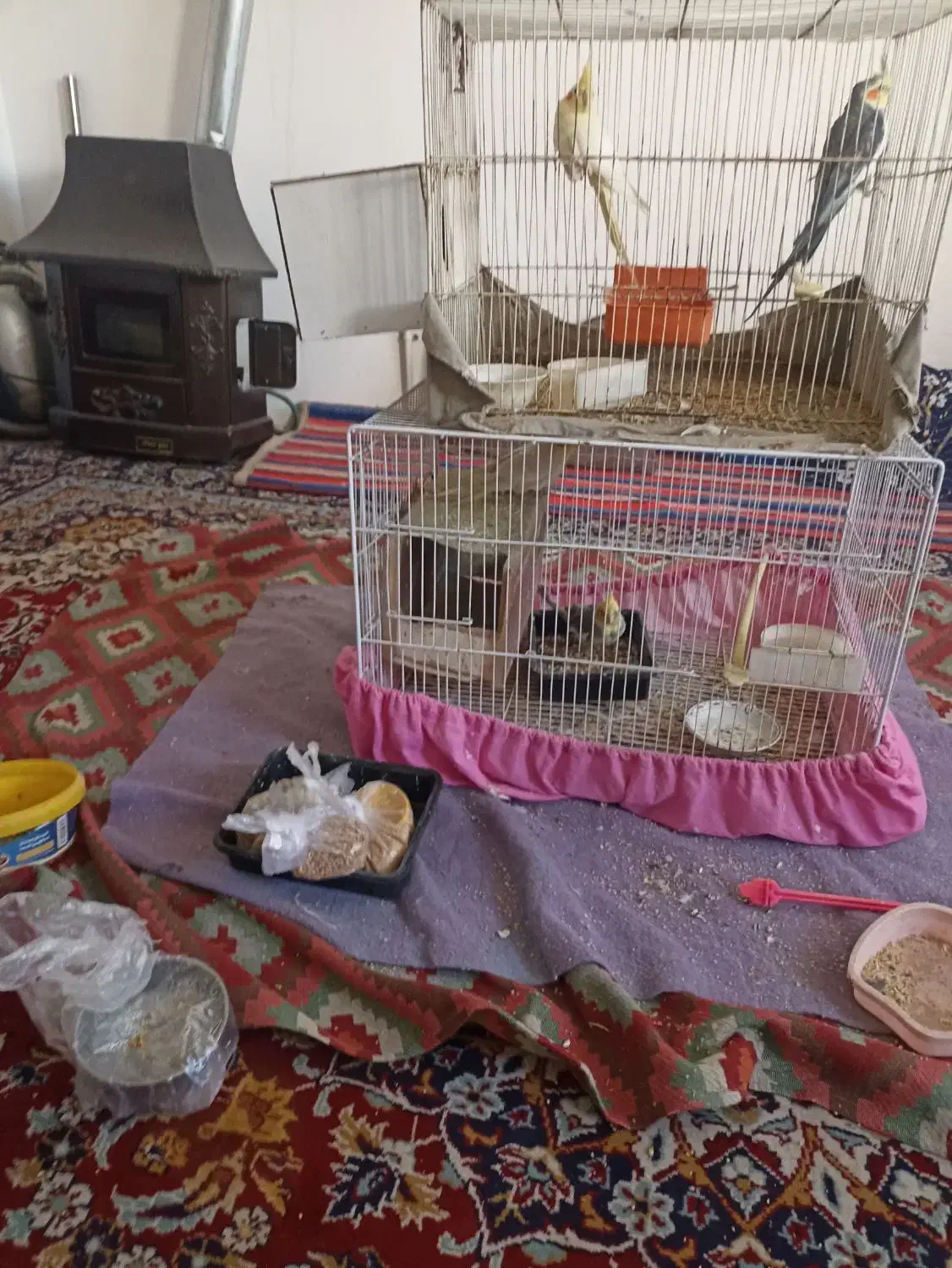 2جفت عروس هلندی بالغ|پرنده|مشهد, سجادیه|دیوار