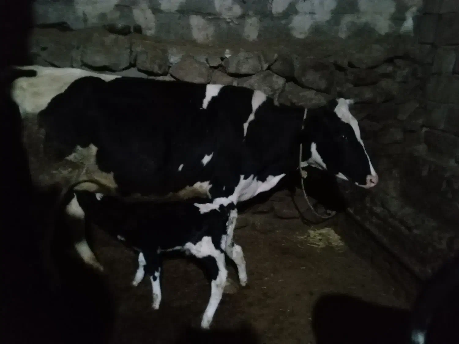 گاو|حیوانات مزرعه|سراب, |دیوار