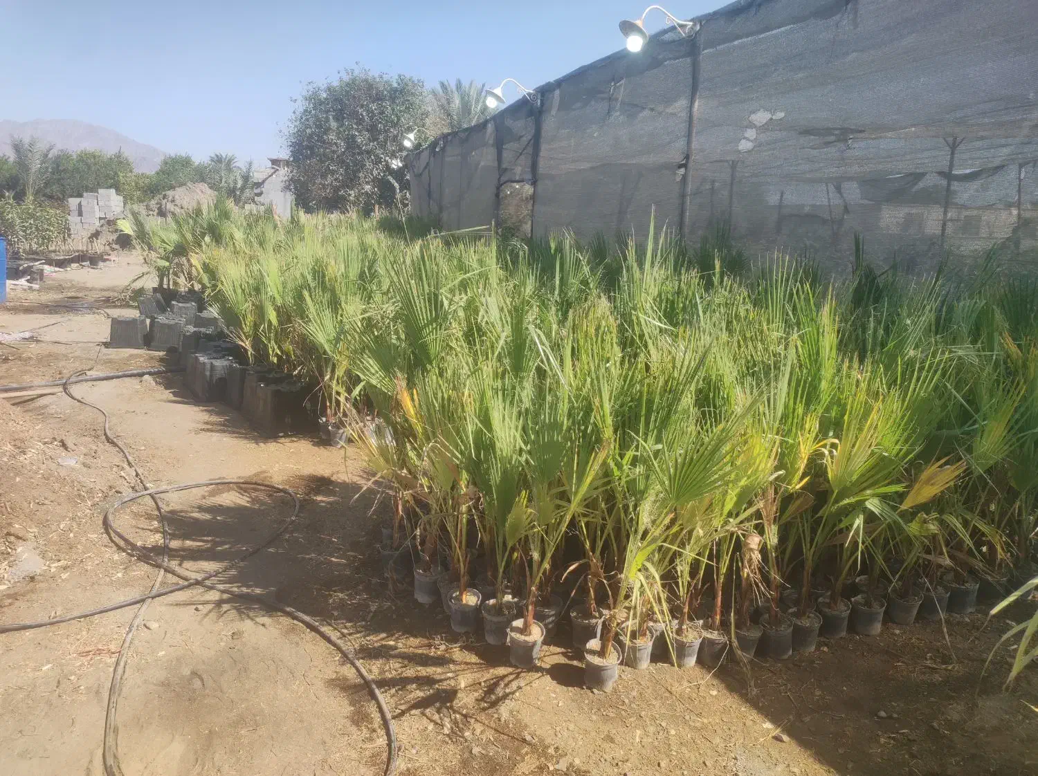 فروش و کاشت  درختان گرمسیری، گل ،گیاه ،سم وکود|خدمات باغبانی و درختکاری|بندرلنگه, |دیوار