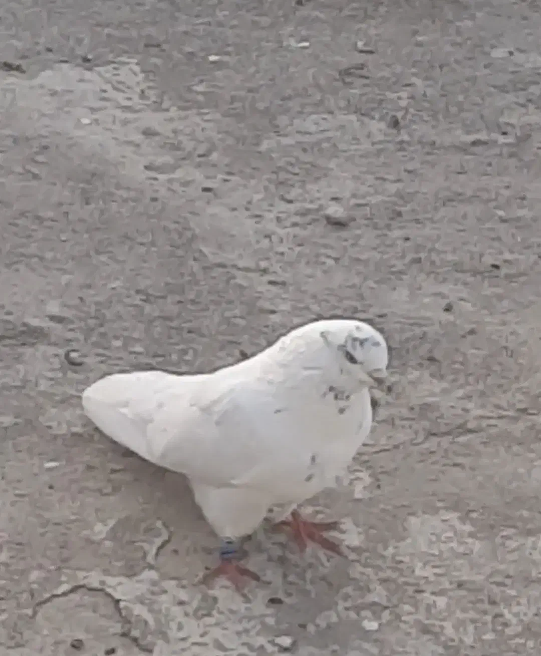 کبوتر اخمو پرش سنگین|پرنده|سرخنکلاته, |دیوار