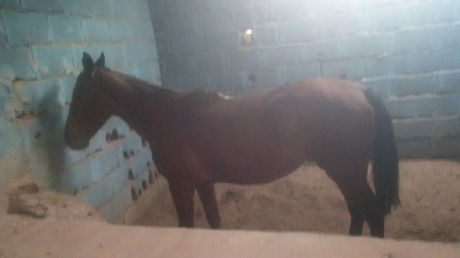 اسب دره شوری برای فروش فوریاسب نژاد دره شوری|اسب و تجهیزات اسب‌سواری|مهریز, |دیوار