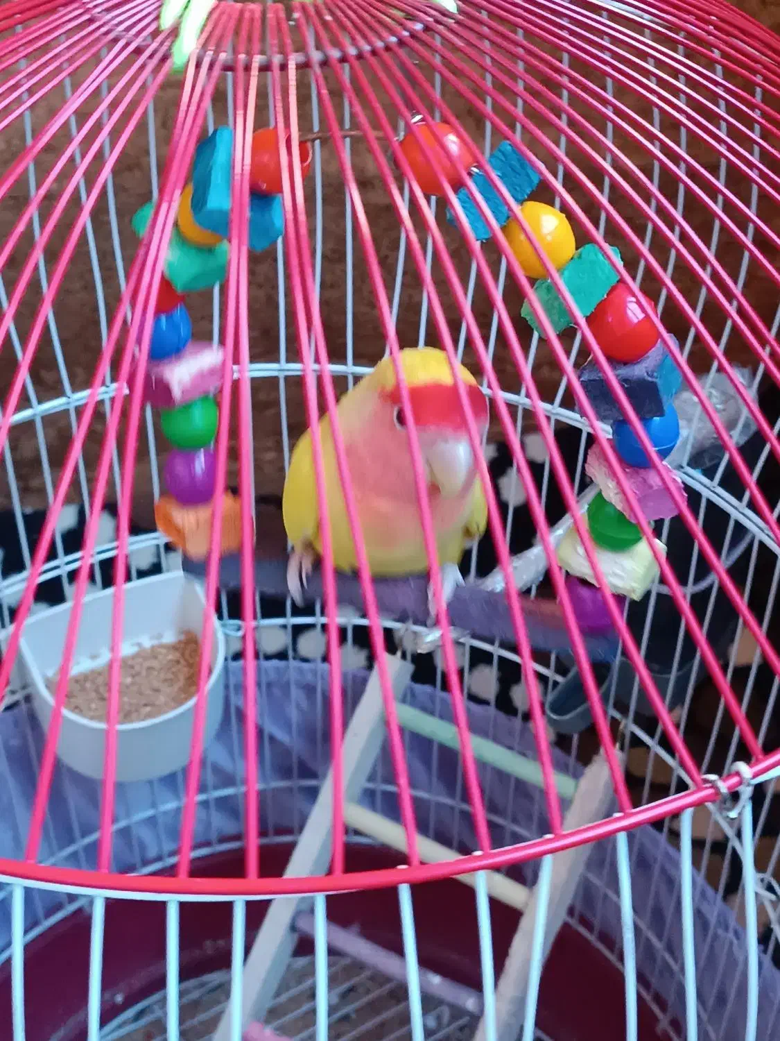 طوطی برزیلی|پرنده|سقز, |دیوار