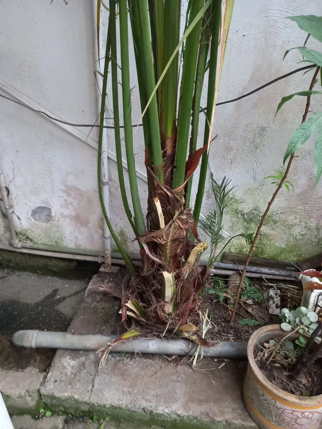 درخت خرما|گل و گیاه طبیعی|لاهیجان, آهندان|دیوار