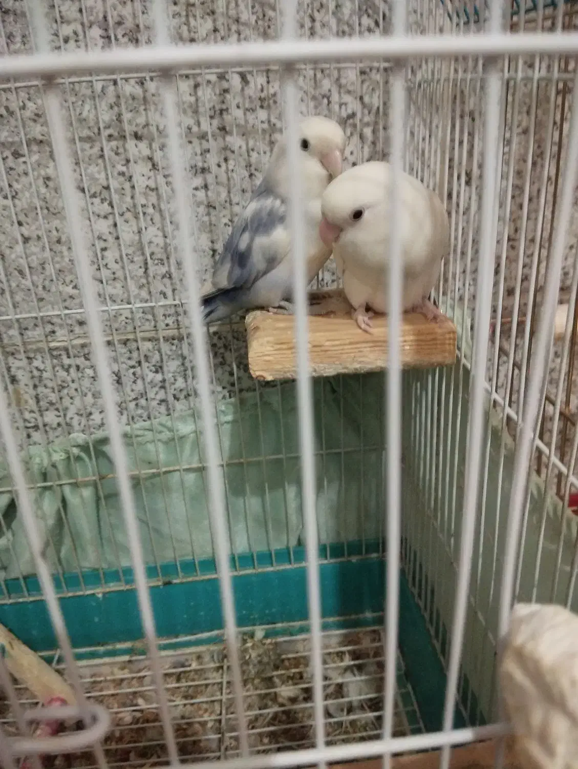 یه جفت طوطی برزیلی خوش رنگ خوشکل|پرنده|مریوان, |دیوار