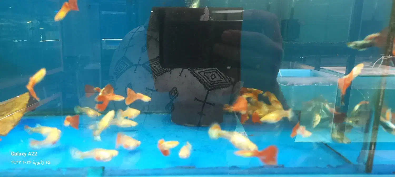 گوپی|ماهی|اسلام‌شهر, مطهری|دیوار