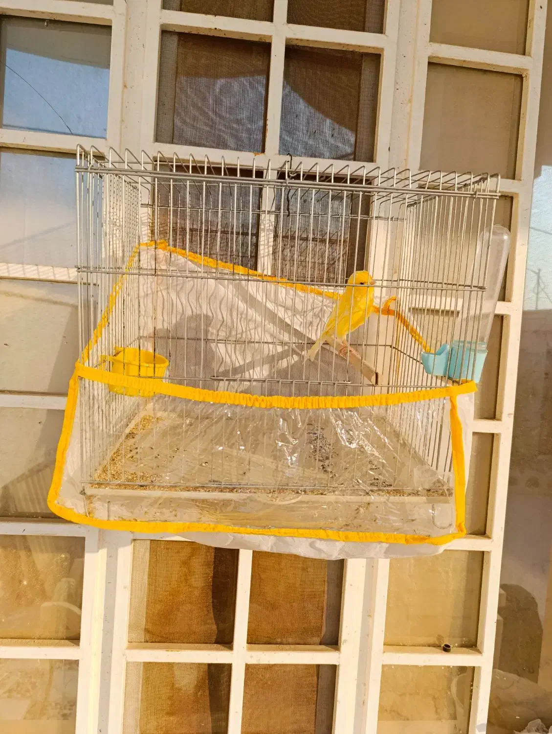 قناری|پرنده|بوشهر, |دیوار