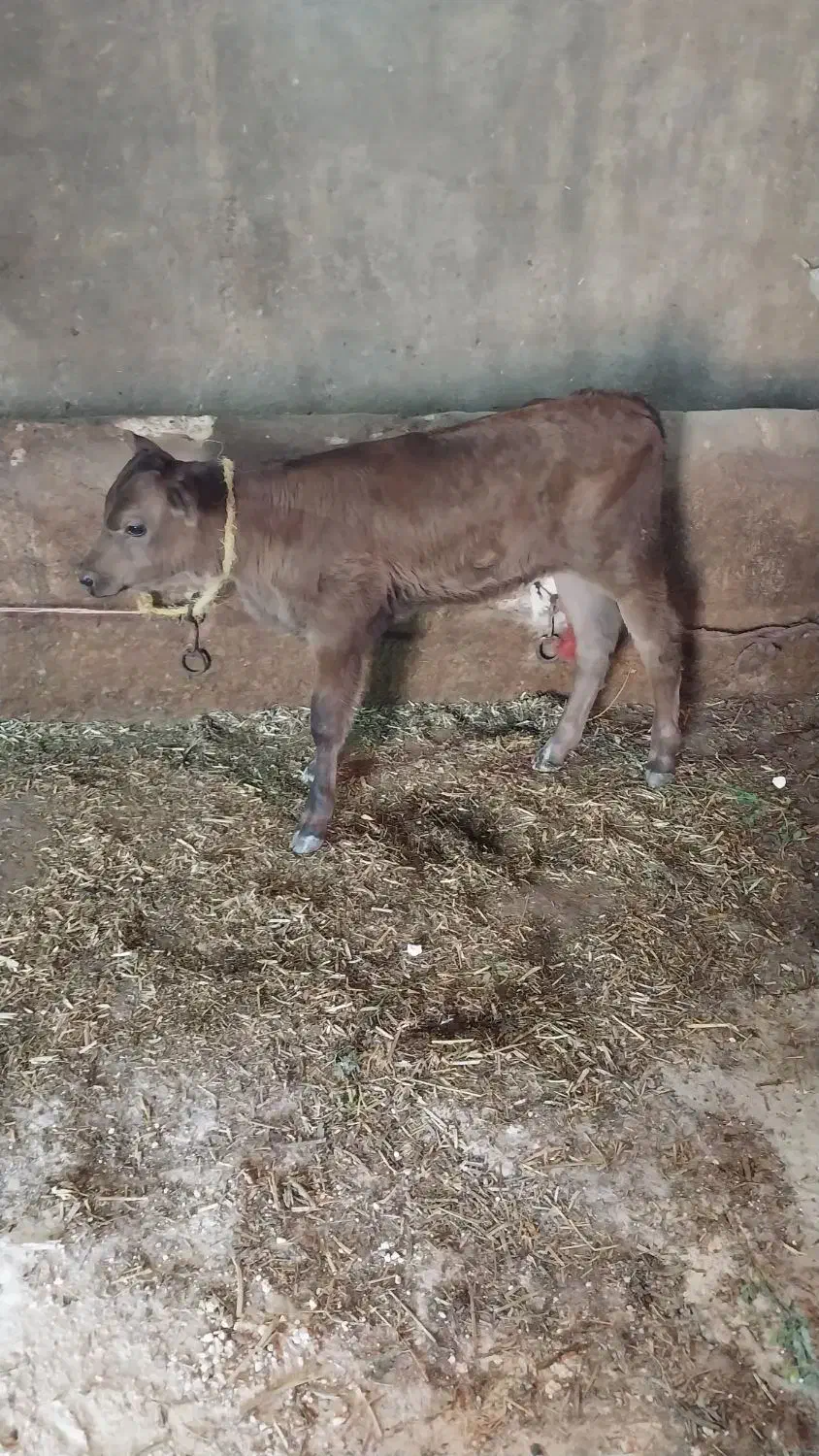 گوساله ماده|حیوانات مزرعه|مهربان, |دیوار