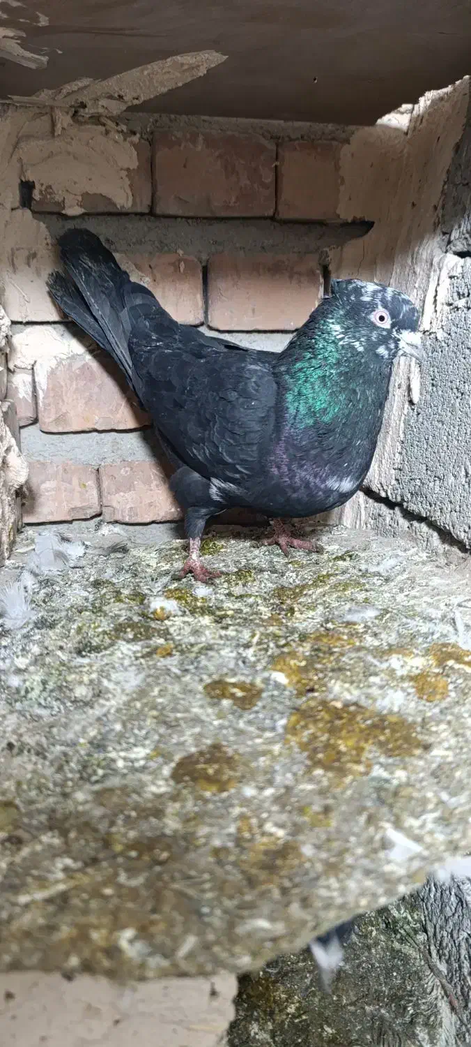 پرنده|پرنده|میاندوآب, |دیوار