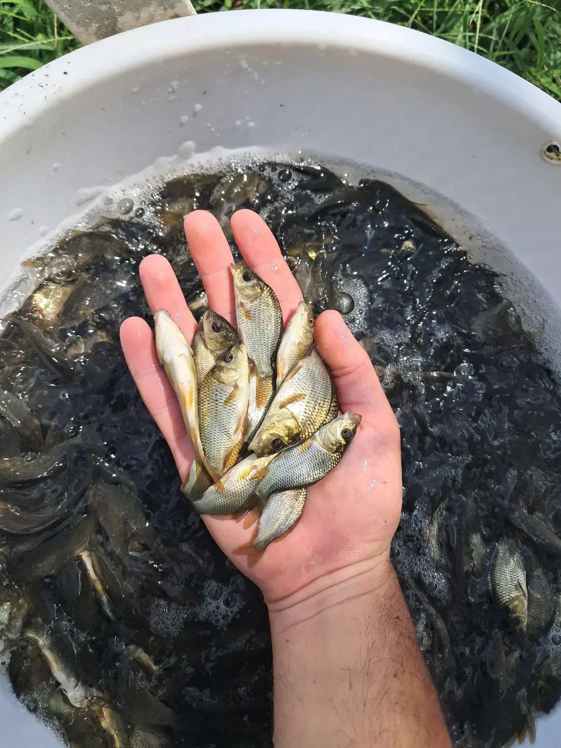 مرکز تولید و فروش انواع بچه ماهیان گرم آبی|ماهی|سنگر, |دیوار