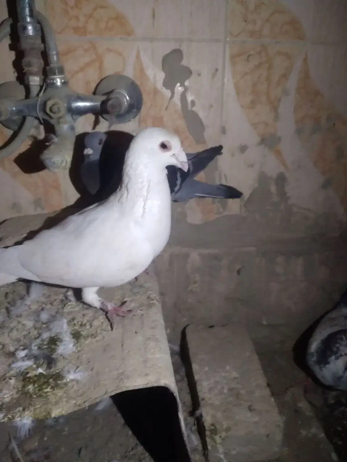 کبوتر|پرنده|زابل, |دیوار