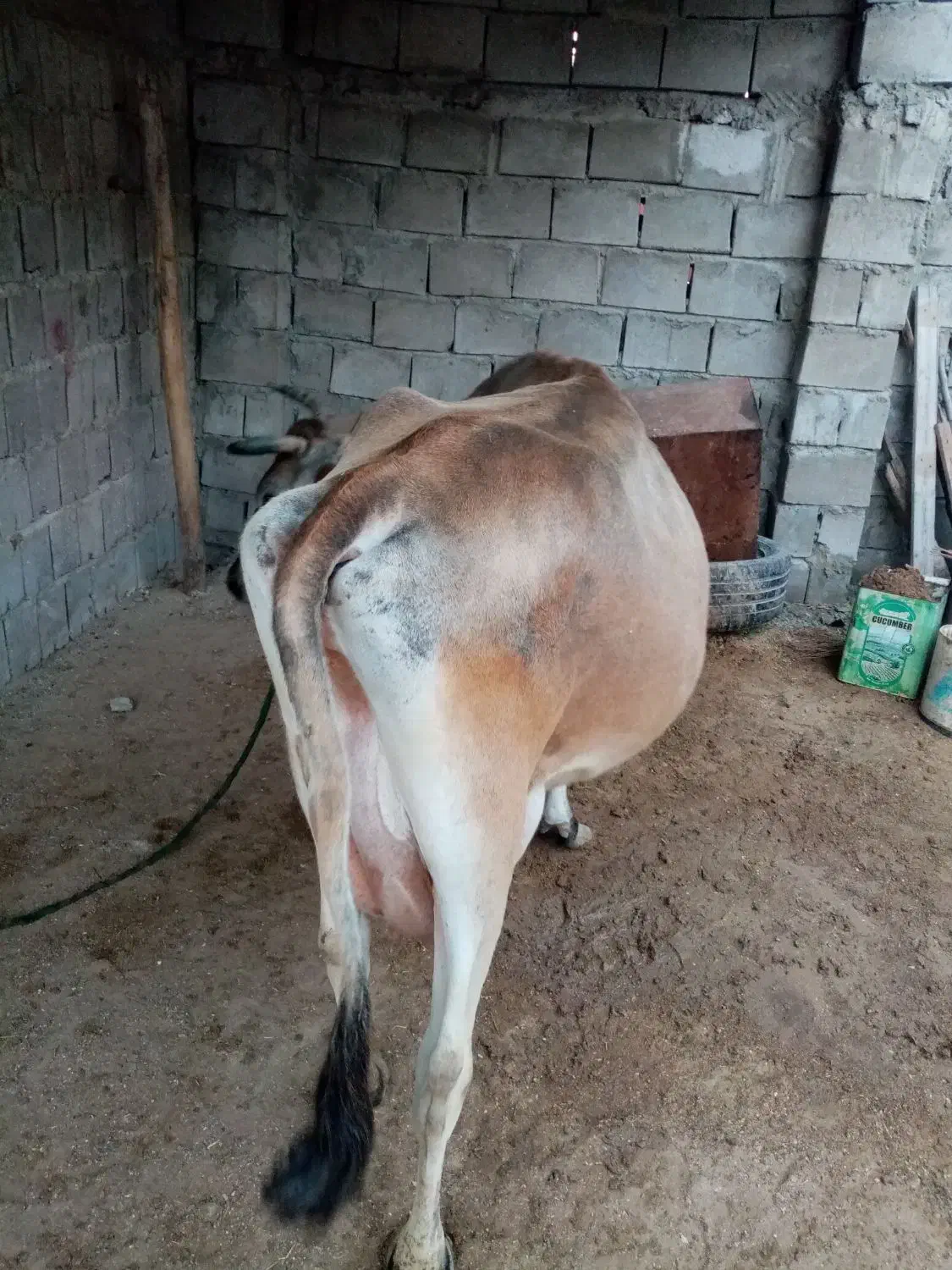 گاو شیری وگوساله|حیوانات مزرعه|قشم, |دیوار