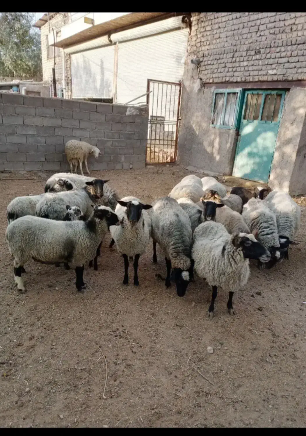 فروش میش رومانوف|حیوانات مزرعه|شیراز, شهرک بهشتی|دیوار