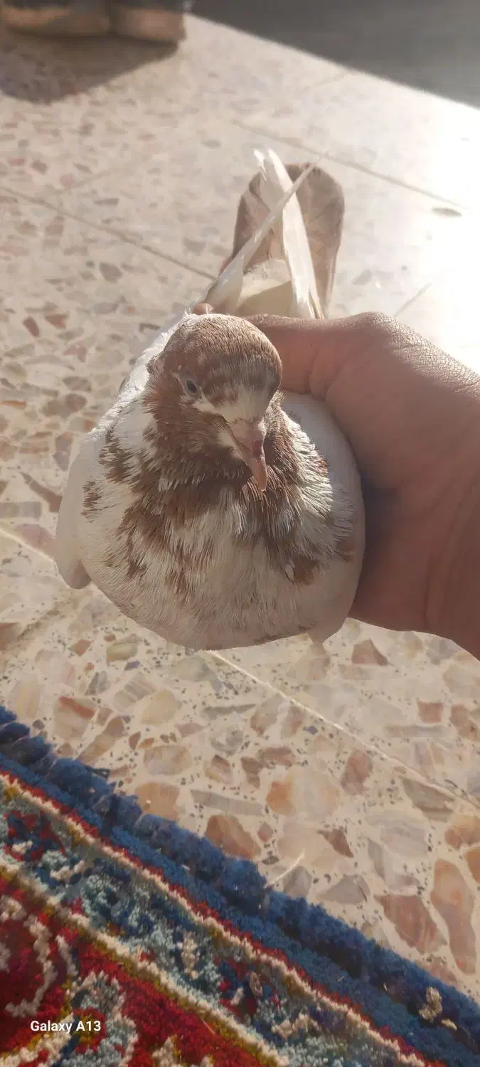 ماده دم زرد|پرنده|سیلاخور, |دیوار