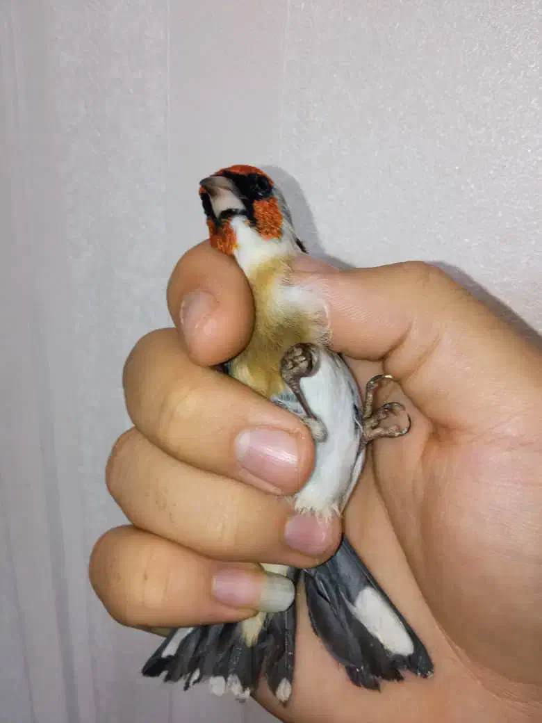 سهره نر چونه سفید باز|پرنده|تهران, مسعودیه|دیوار