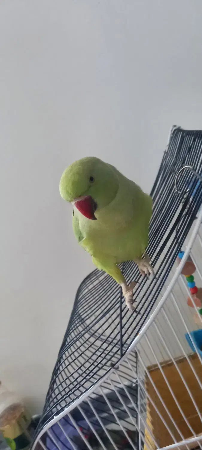 پرنده ملنگو و عروس هلندی|پرنده|رودبار, |دیوار