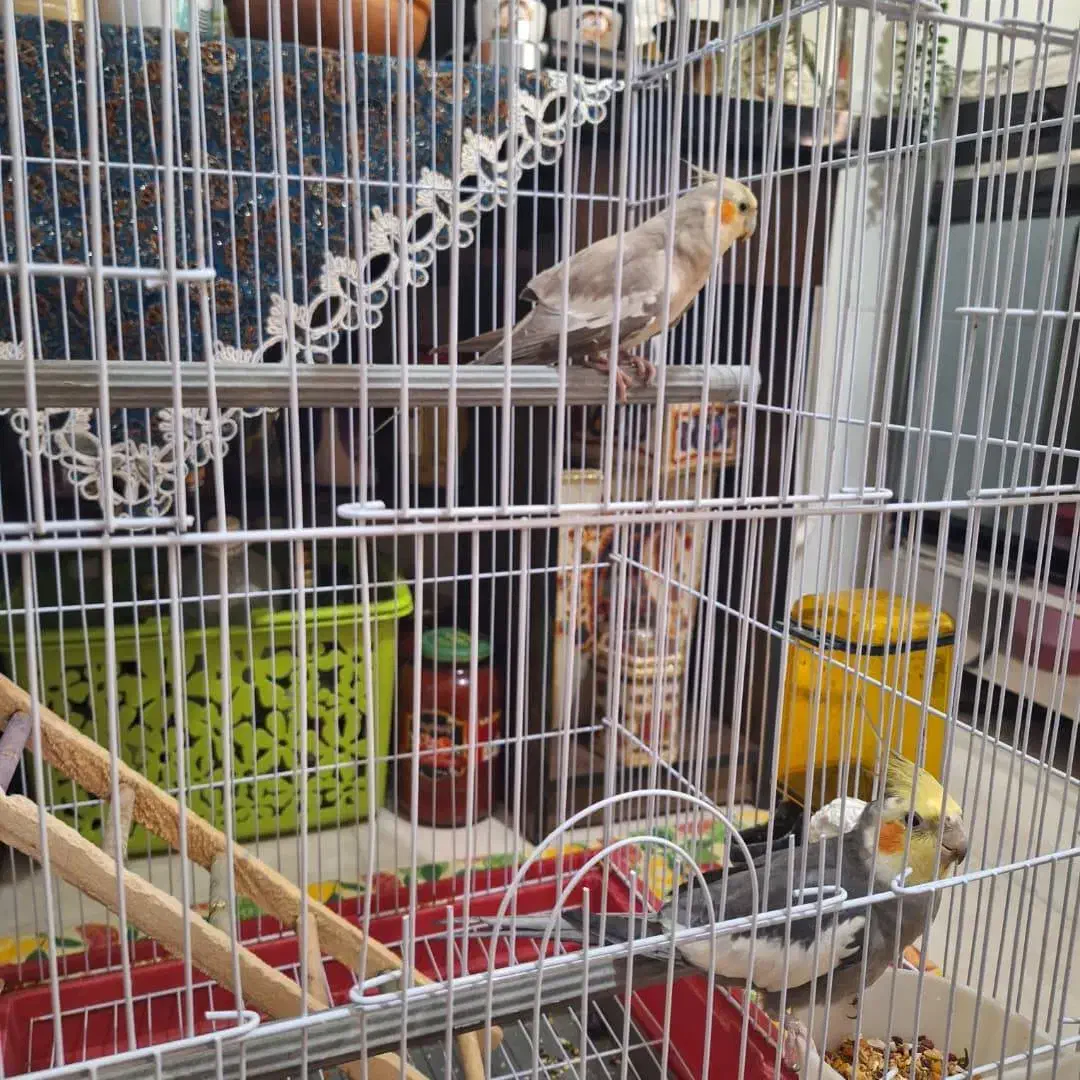 یک جفت عروس هلندی|پرنده|سیرجان, |دیوار