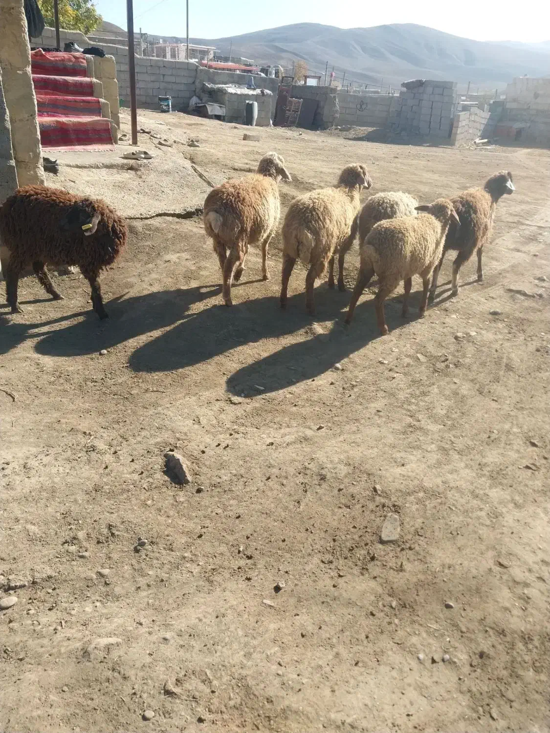 بره ۶ عدد ۳عددماده ۳عدد نر ۶۵ میلیون جعم کلی|حیوانات مزرعه|آبش احمد, |دیوار