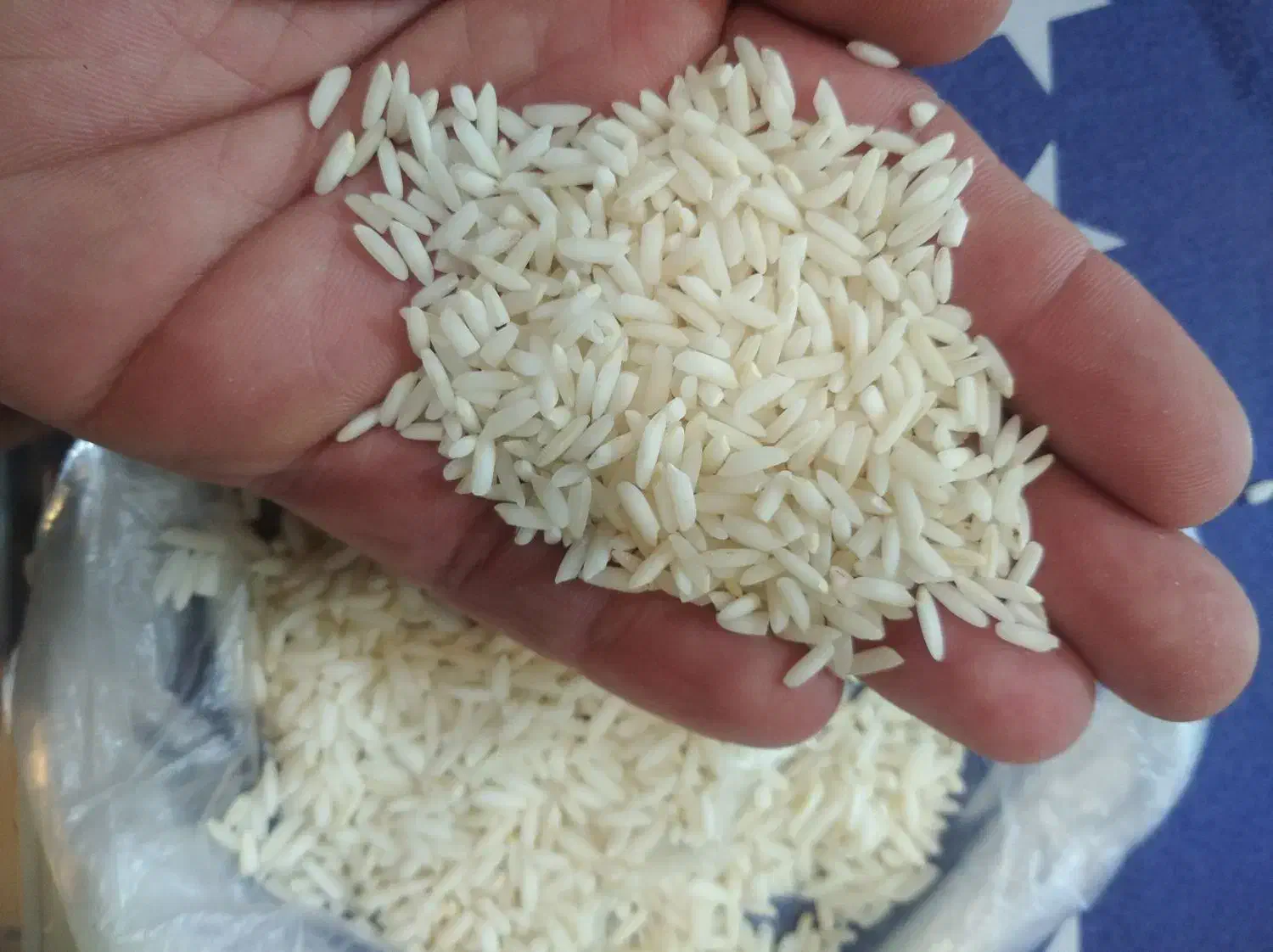 برنج آستانه اشرفیه محصول امسال|خوردنی و آشامیدنی|باغستان, |دیوار