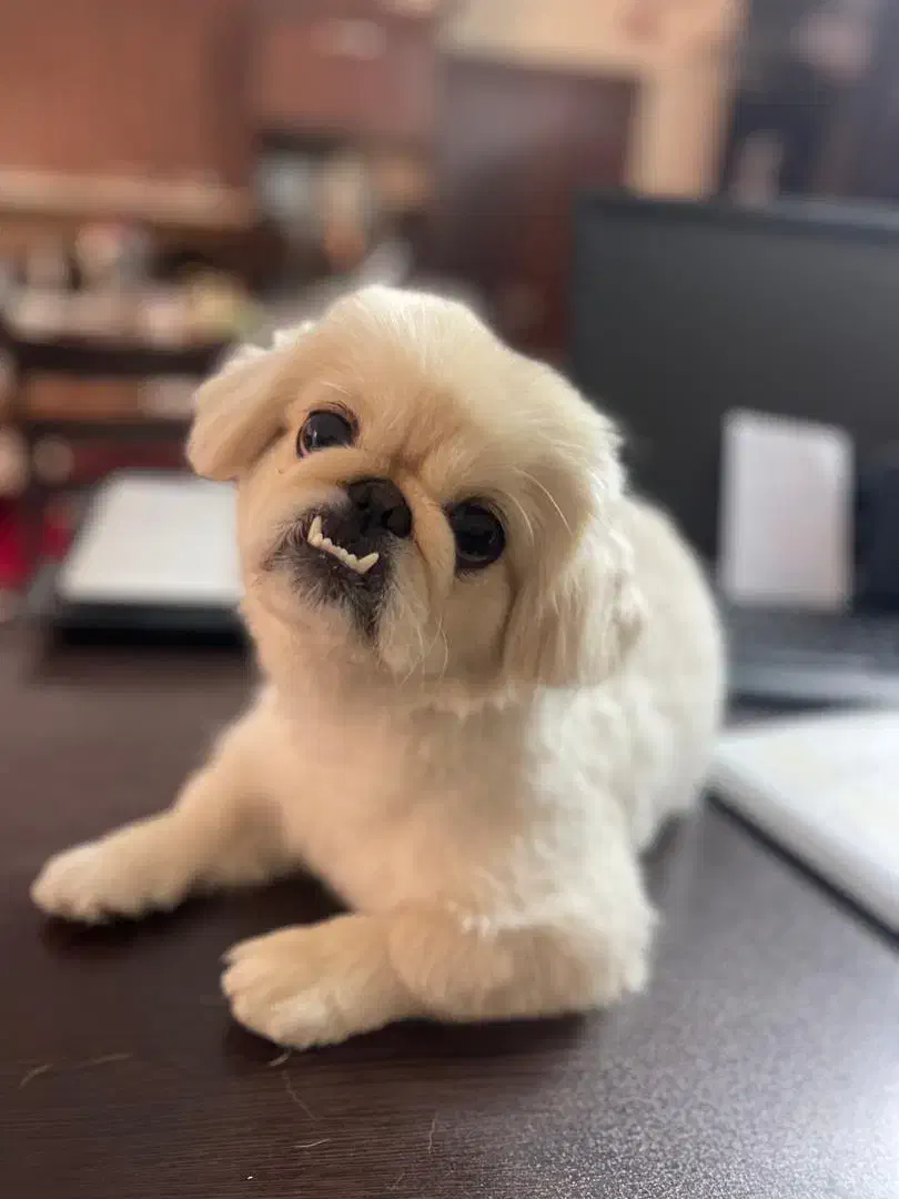 سگ امپریال پیکینیز|سگ|اصفهان, آبشار|دیوار