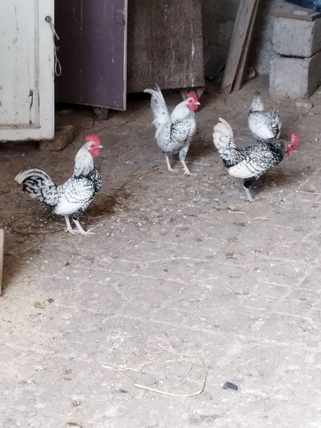 مرغ و خروس سبرایت|حیوانات مزرعه|آستانه اشرفیه, |دیوار