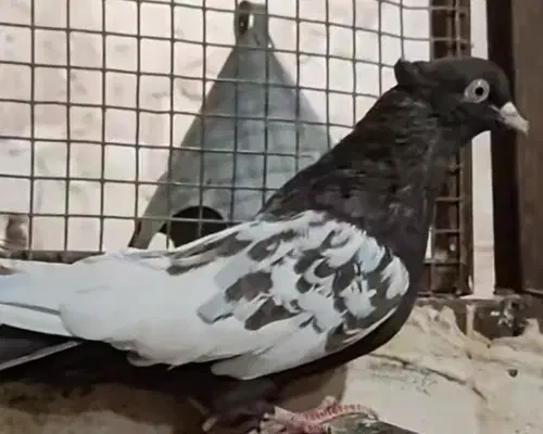 کبوتر سینه قهویی ماده|پرنده|کارون, |دیوار