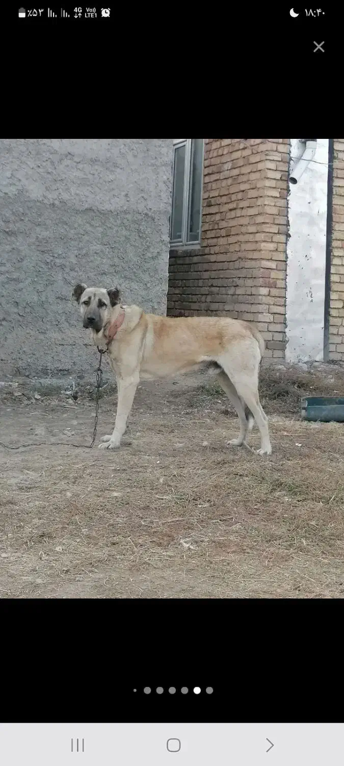 سگ گمشده|سگ|ایواوغلی, |دیوار