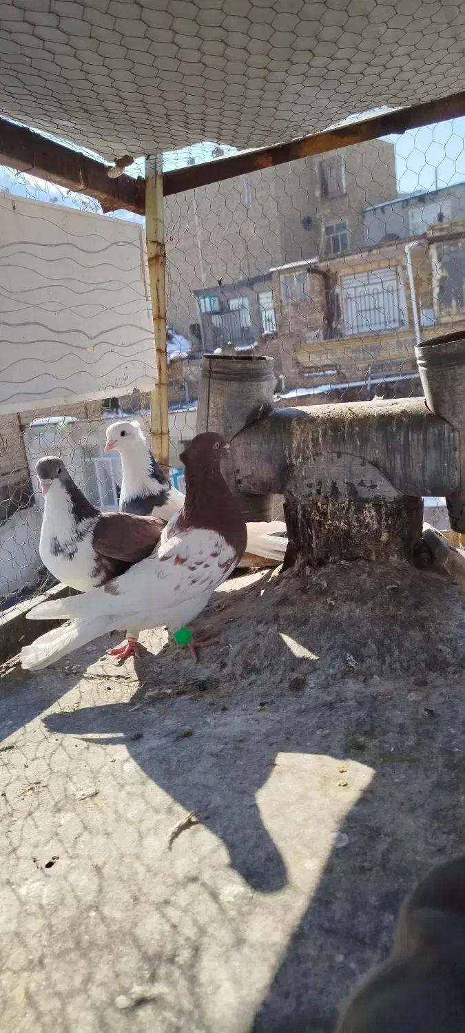 کبوترهوای|پرنده|مشهد, هفت تیر (نه دره)|دیوار