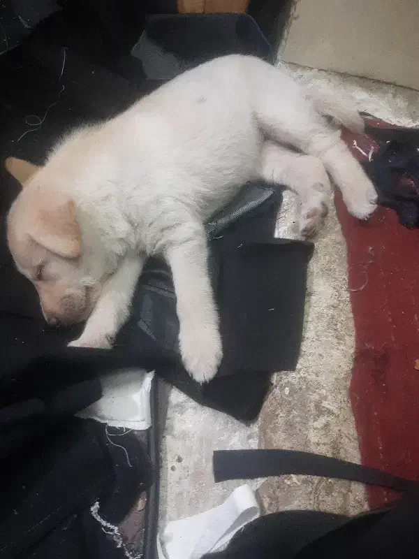 سگ سراب واگذاری|سگ|بهارستان, |دیوار