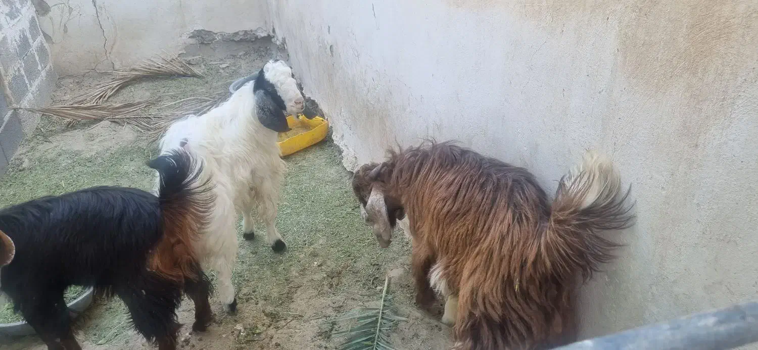 کهره نر|حیوانات مزرعه|علامرودشت, |دیوار