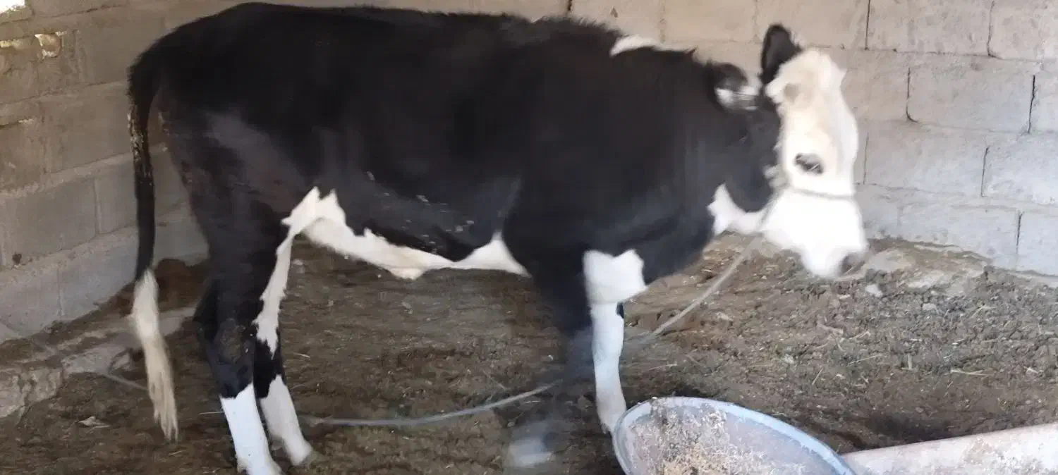 گاو پرآپ چاق مناسب برای مالداری و قصابی|حیوانات مزرعه|مهرستان, |دیوار