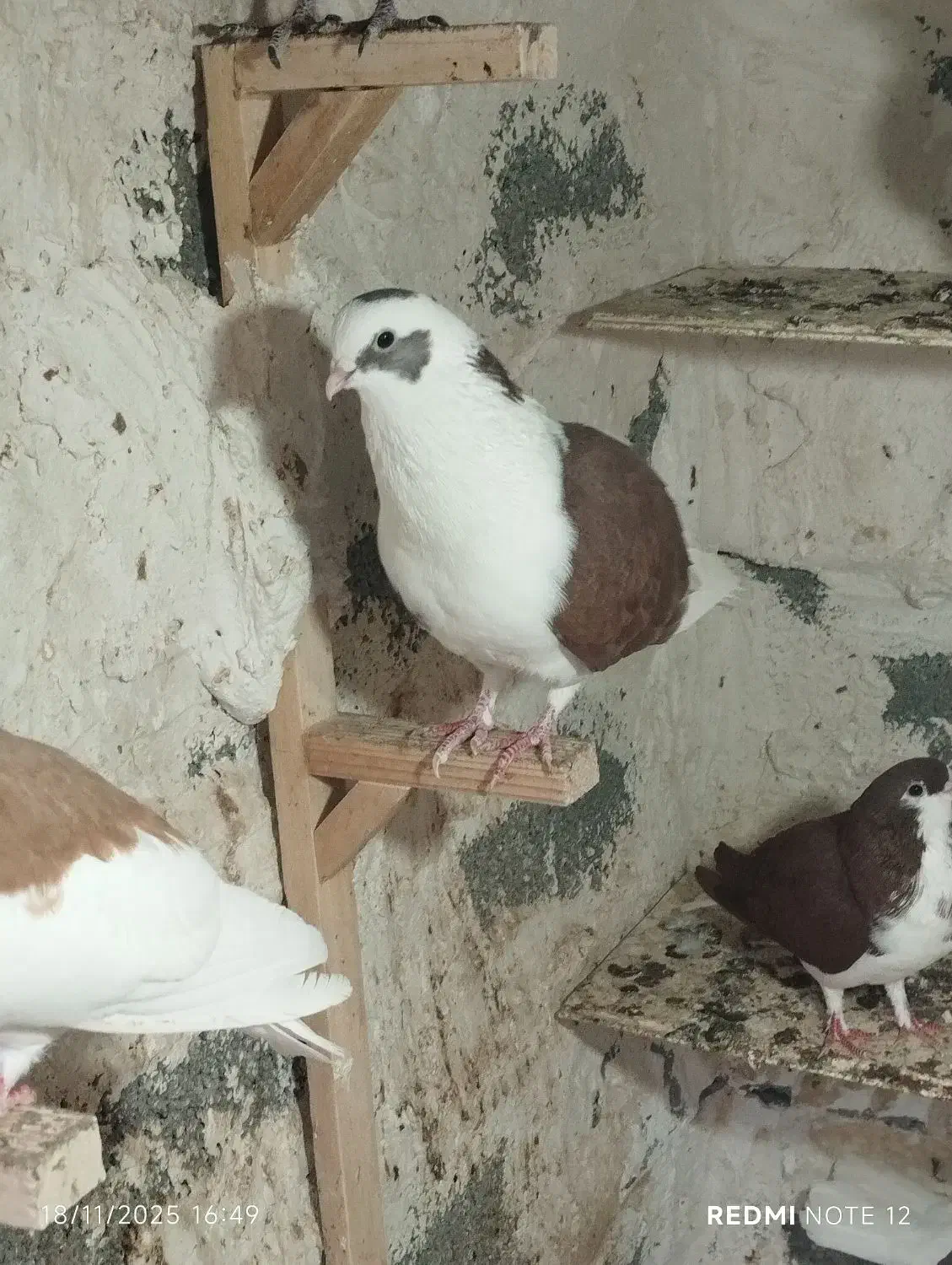 پشتی غوره ای سه بر  و غوره سرخ|پرنده|برازجان, |دیوار