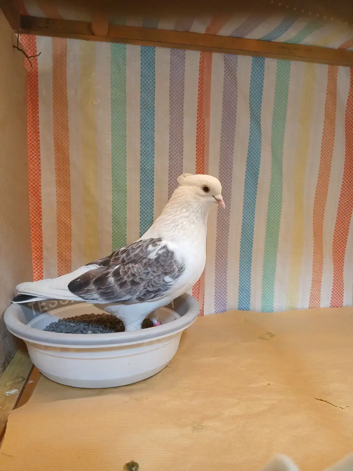 کبوتر|حیوانات|زنجان, |دیوار