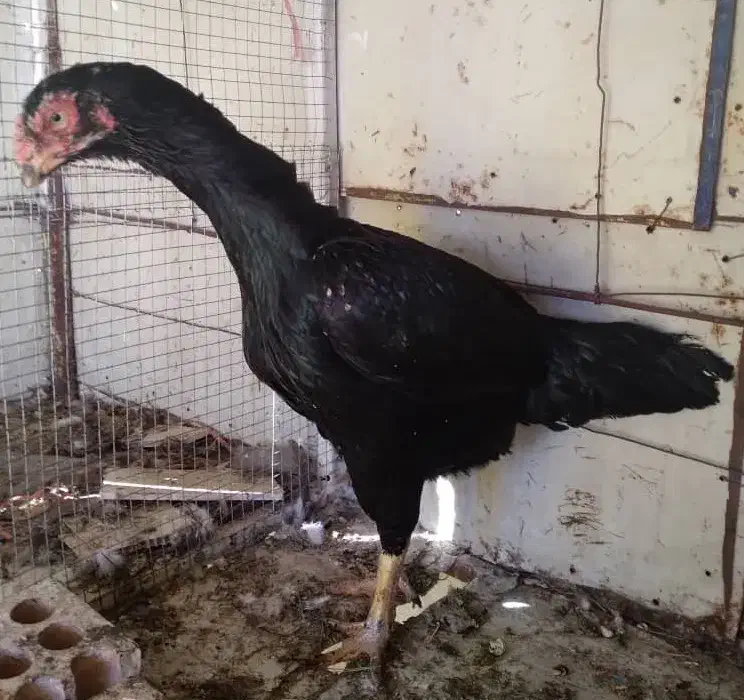 توافقی|حیوانات|نجف‌آباد, ویلاشهر|دیوار