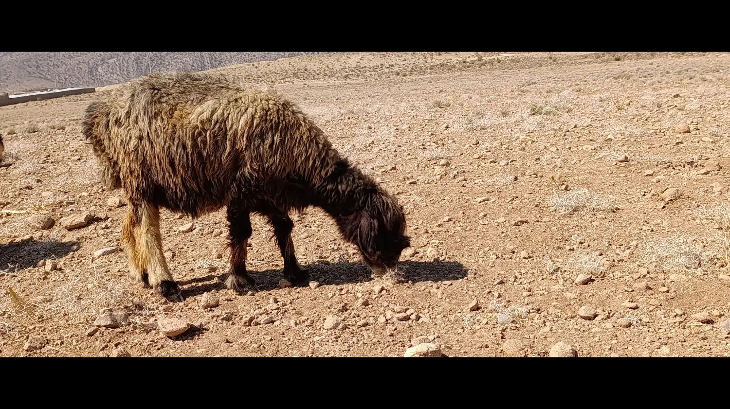 میش|حیوانات مزرعه|پاسارگاد, |دیوار