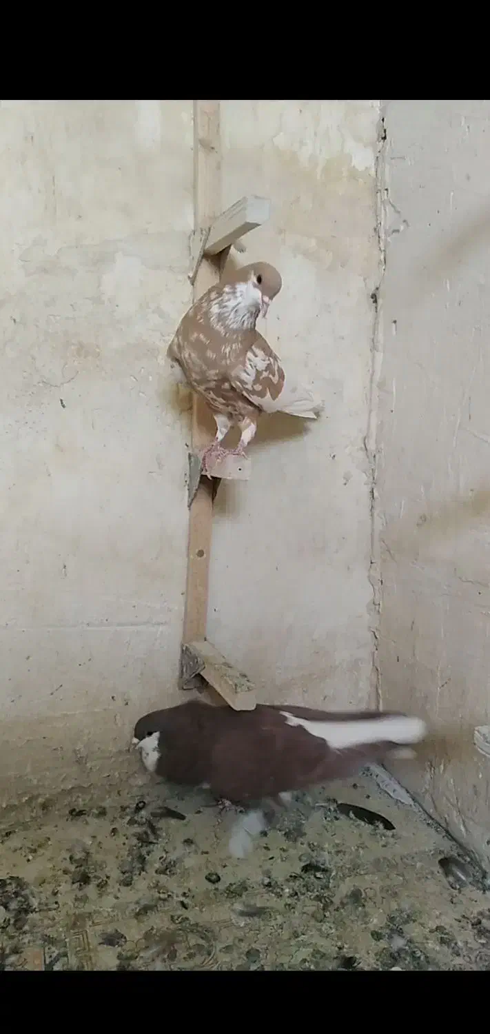 جفت خوش رنگ بدون عیب|پرنده|مرودشت, ابوذر شمالی‎|دیوار