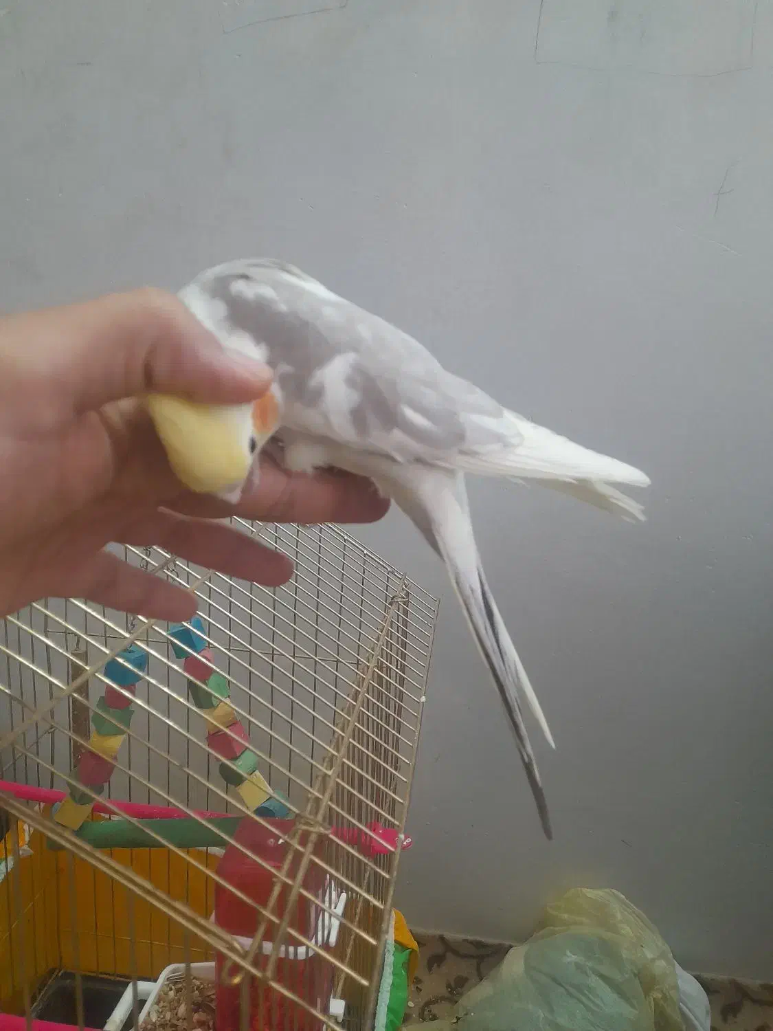 عروس هلندی|پرنده|چناران, |دیوار