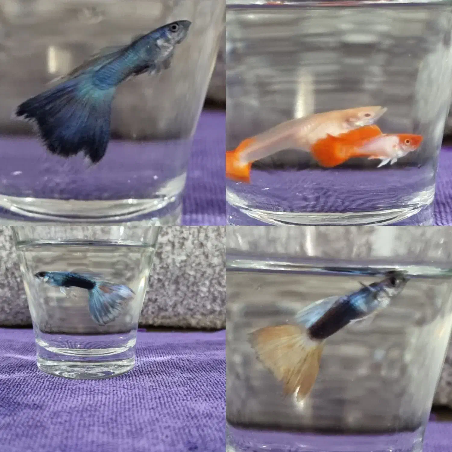 ماهی گوپی کلکسیونی خاص (مولد)|ماهی|گرگان, |دیوار