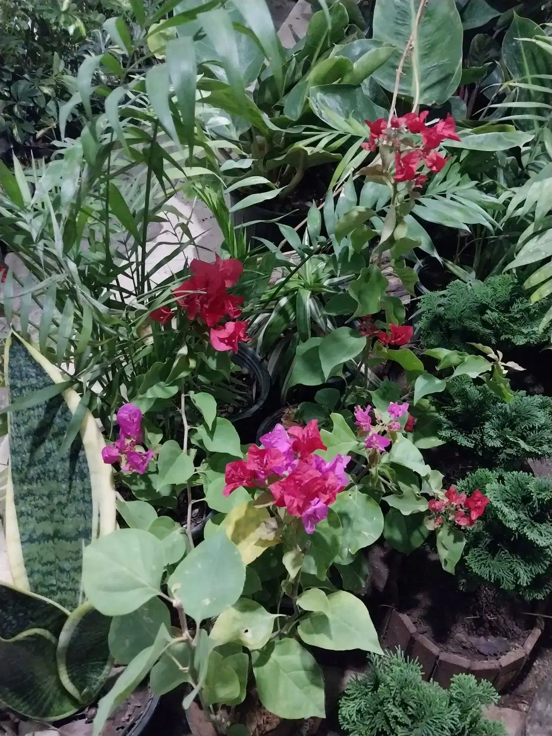 گل شفلر ۱۰۰|گل و گیاه طبیعی|سبزوار, باهنر|دیوار