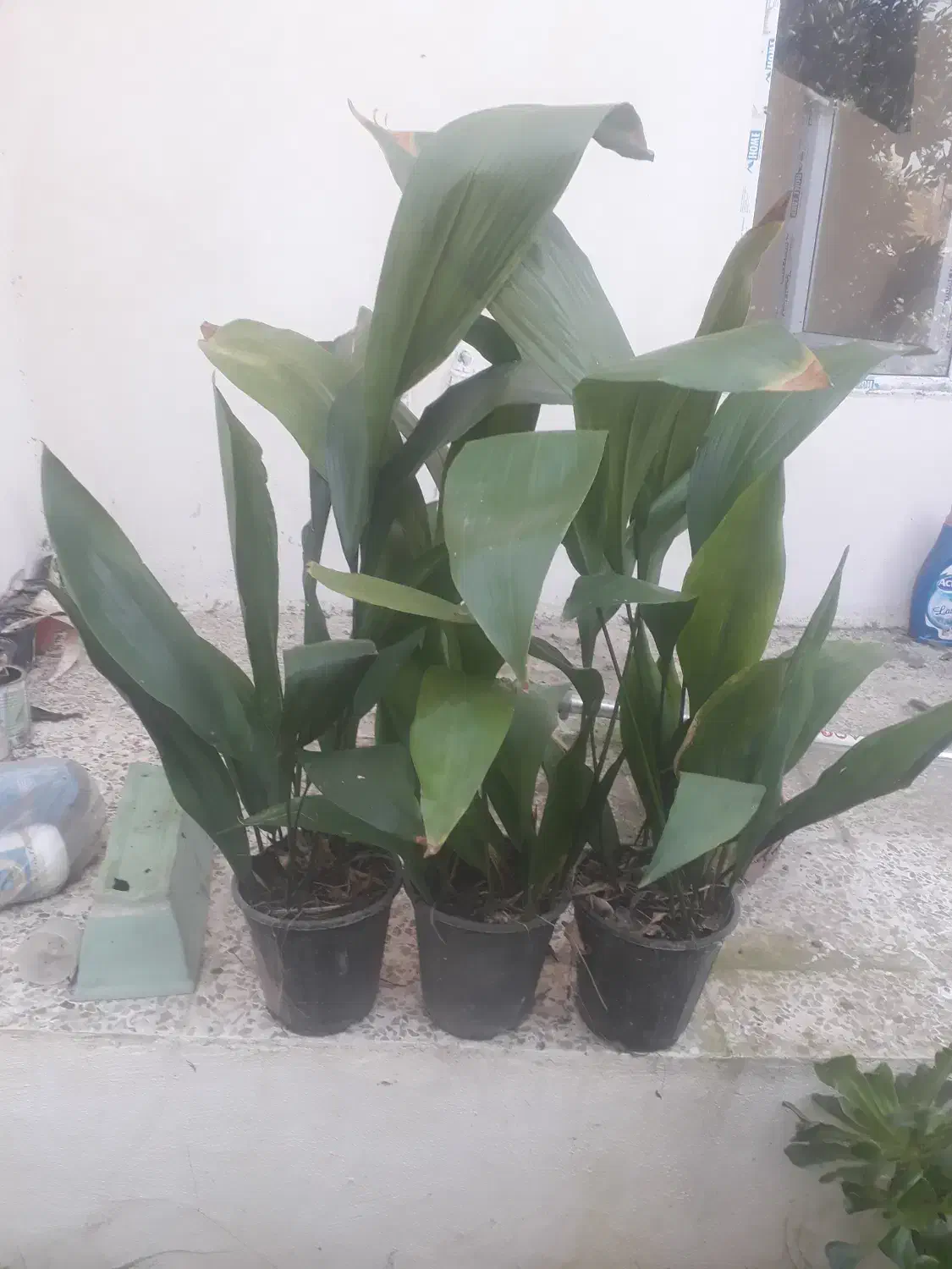 فروش تعدادی گلدان گل ابایی|گل و گیاه طبیعی|آمل, |دیوار