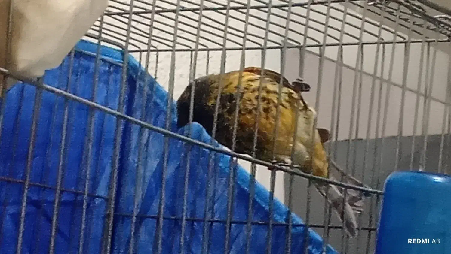 تعدادی گلبسر مست ویک عدد قناری نرسرخ|پرنده|شیراز, شهرک بهار|دیوار