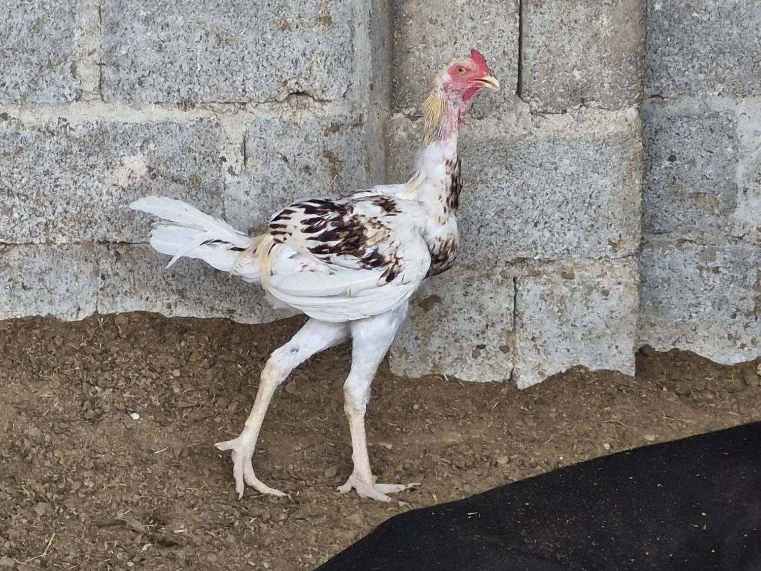 خروس لاری درجه یک|حیوانات مزرعه|جناح, |دیوار