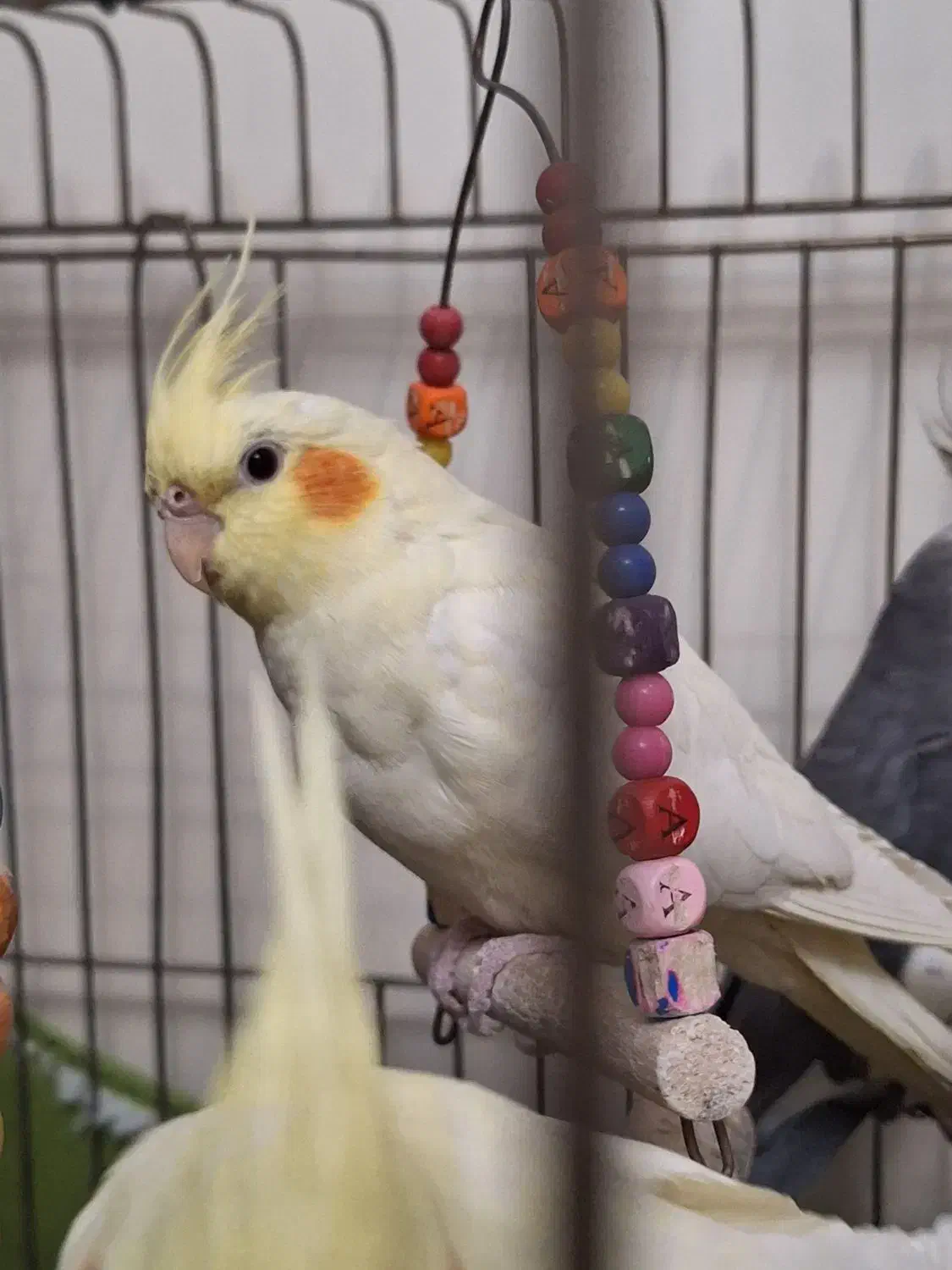 عروس هلندی ماده بالغ|پرنده|تهران, اوقاف|دیوار