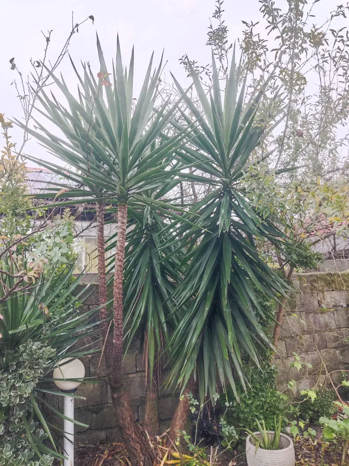 گل یوکا|گل و گیاه طبیعی|سیاهکل, |دیوار