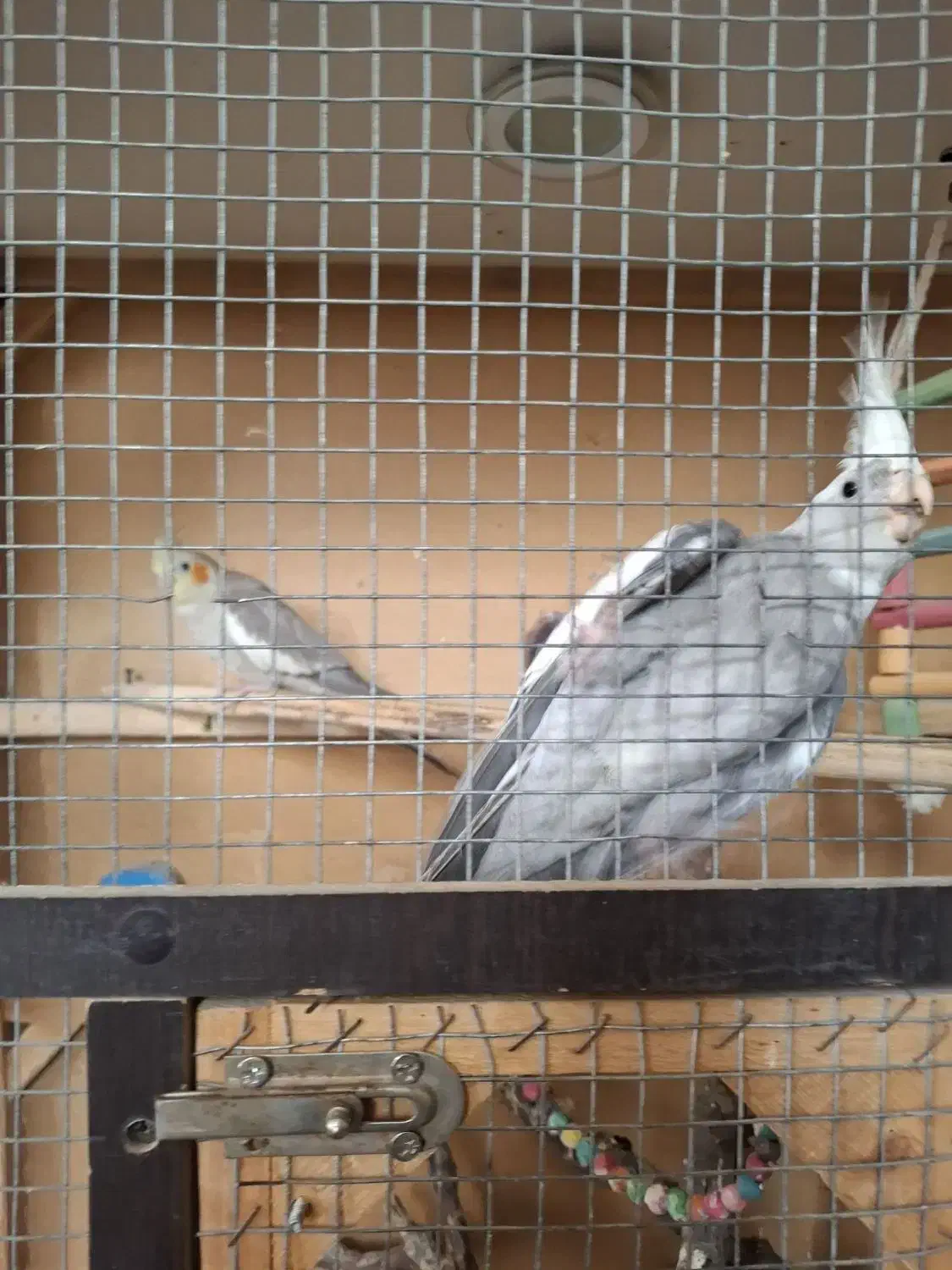 عروس هلندی سه جفت با دوتا جوجه|پرنده|مبارکه, |دیوار