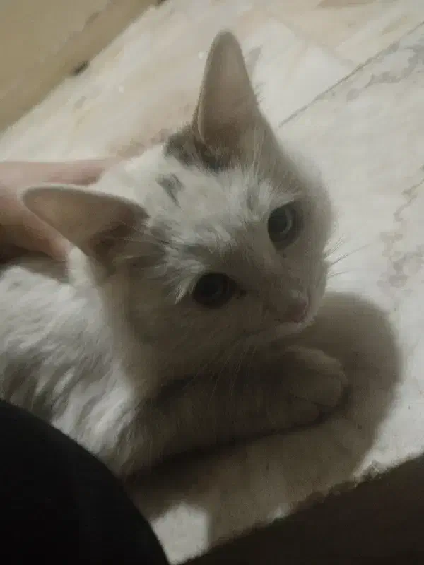 4 گربه خانگی|گربه|یزد, |دیوار