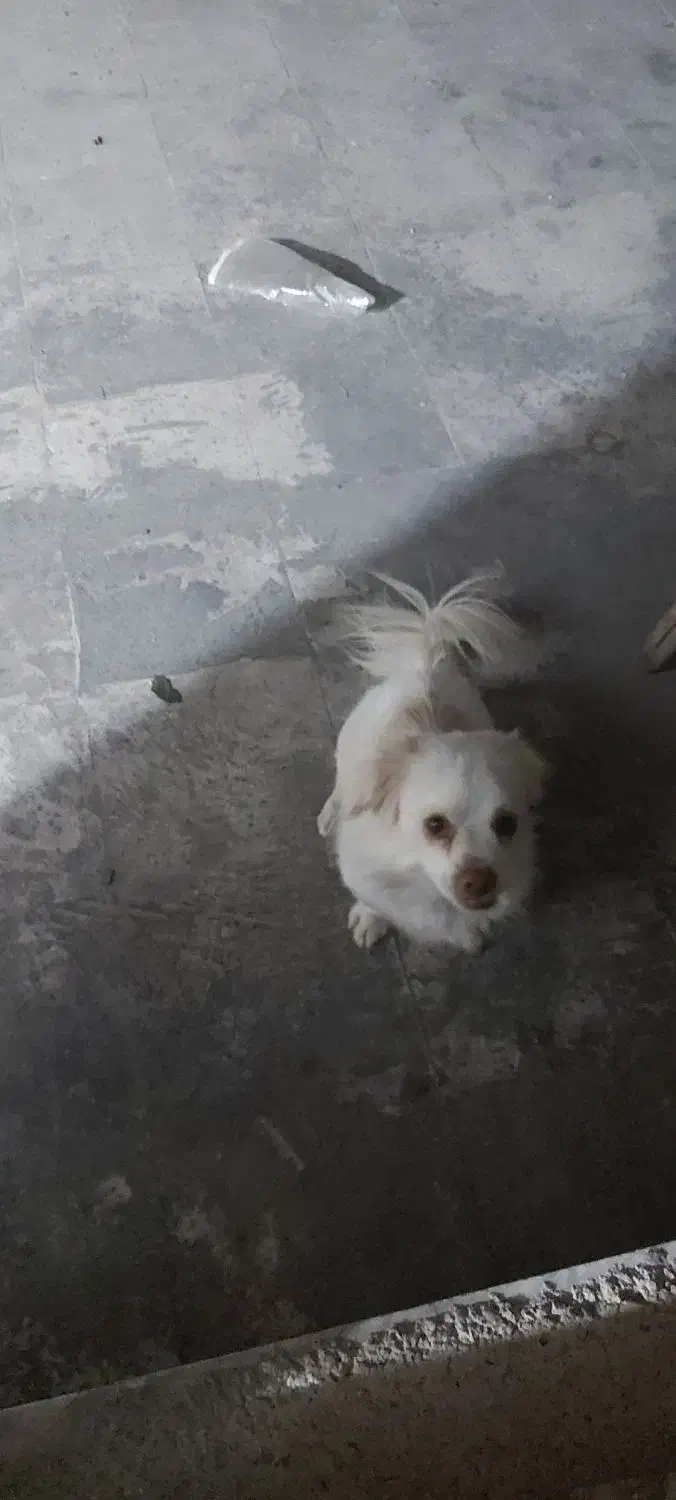 سگ شیتزو|سگ|پاکدشت, پاکدشت (مامازند)|دیوار