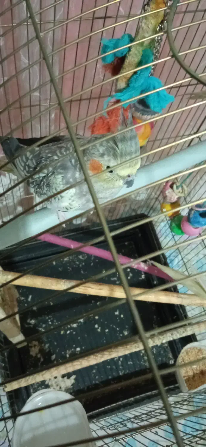 عروس هلندی ماده سرحال|پرنده|پاکدشت, پاکدشت (مامازند)|دیوار