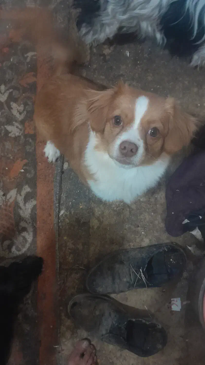 واگذاری  سگ  کوچک|سگ|مرودشت, تخت جمشید|دیوار