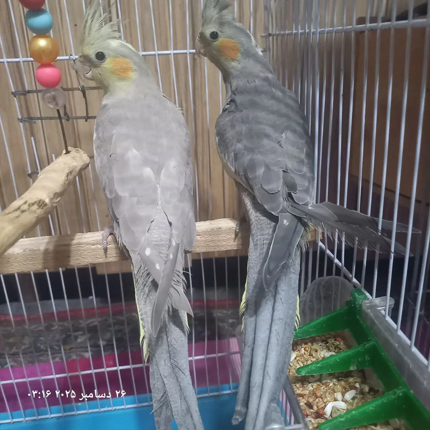 جفت عروس هلندی|پرنده|احمدسرگوراب, |دیوار