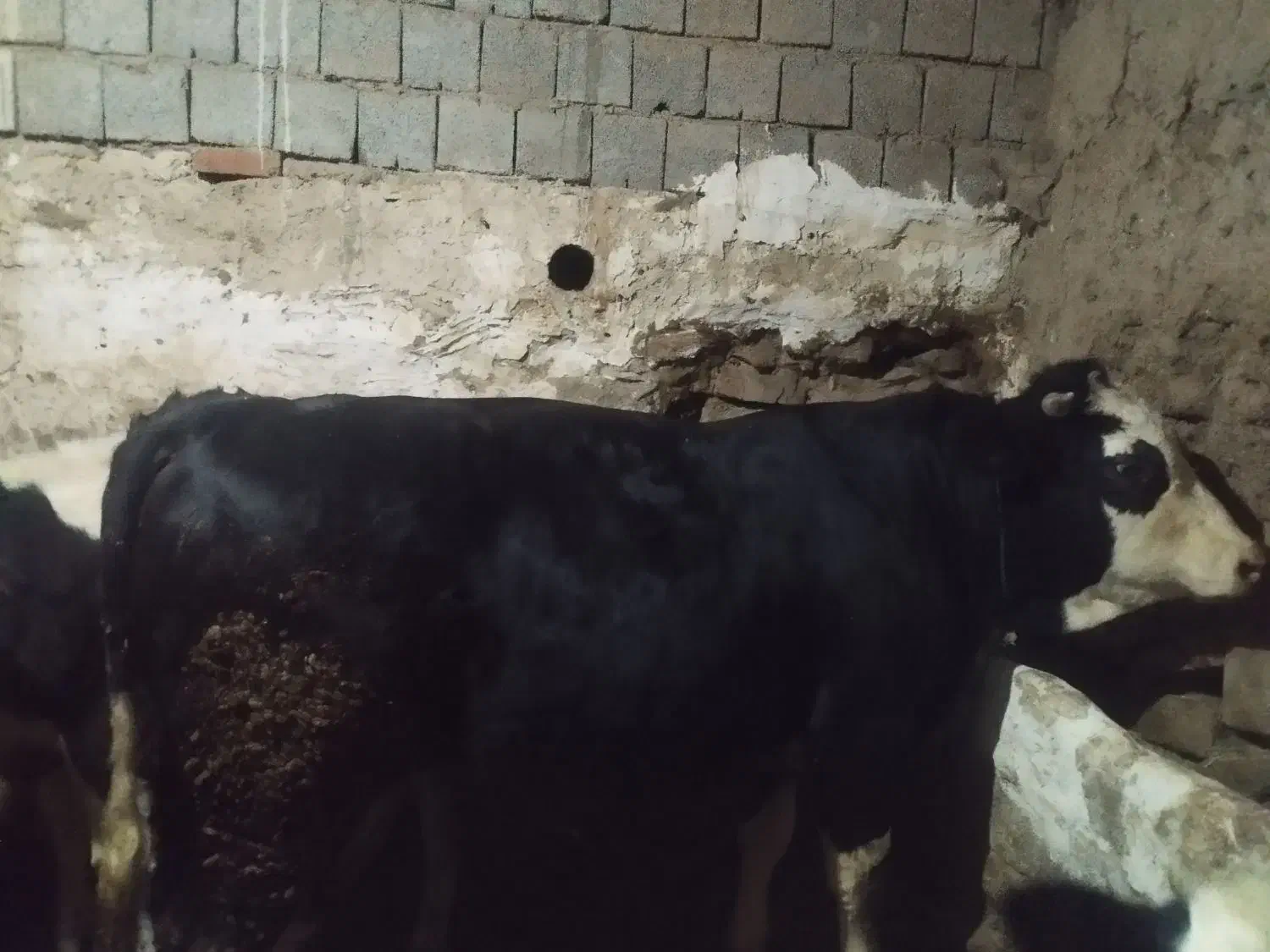 فروش گاو نر|حیوانات مزرعه|سارال, |دیوار